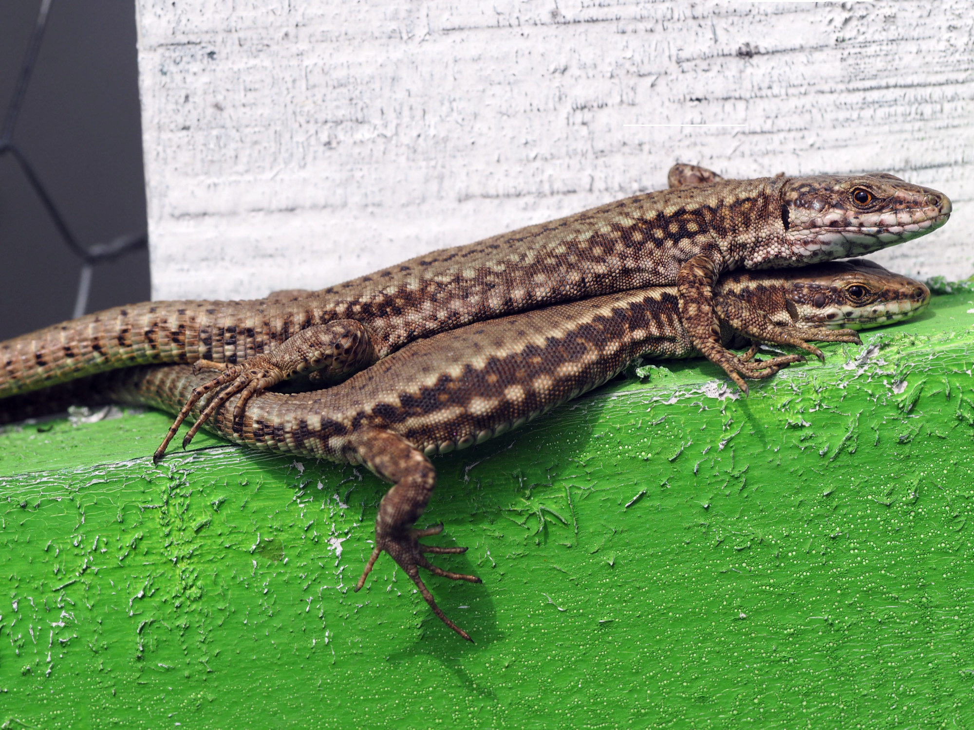 dva guštera se izležavaju na suncu