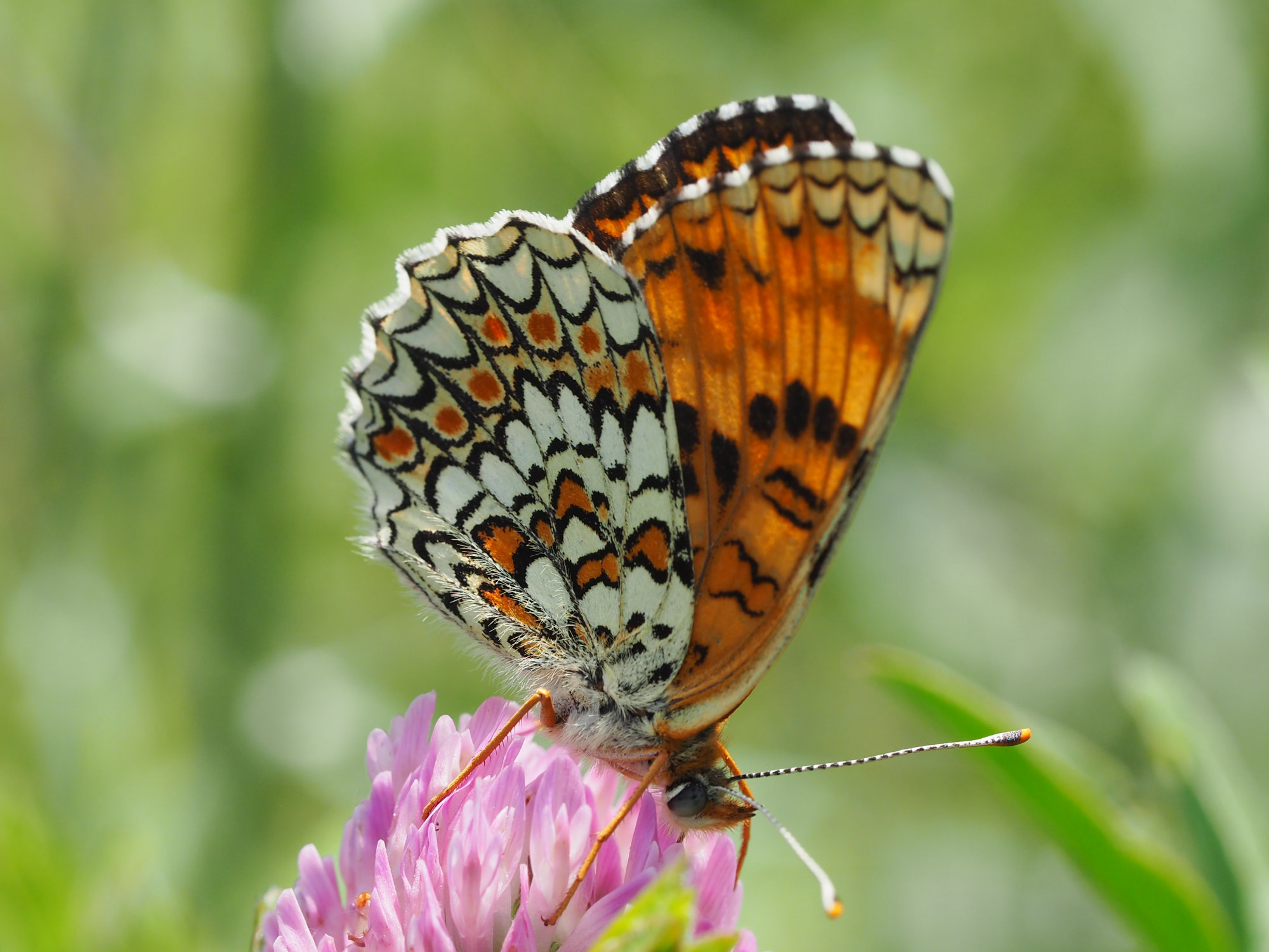 makro fotografija šarenog leptira
